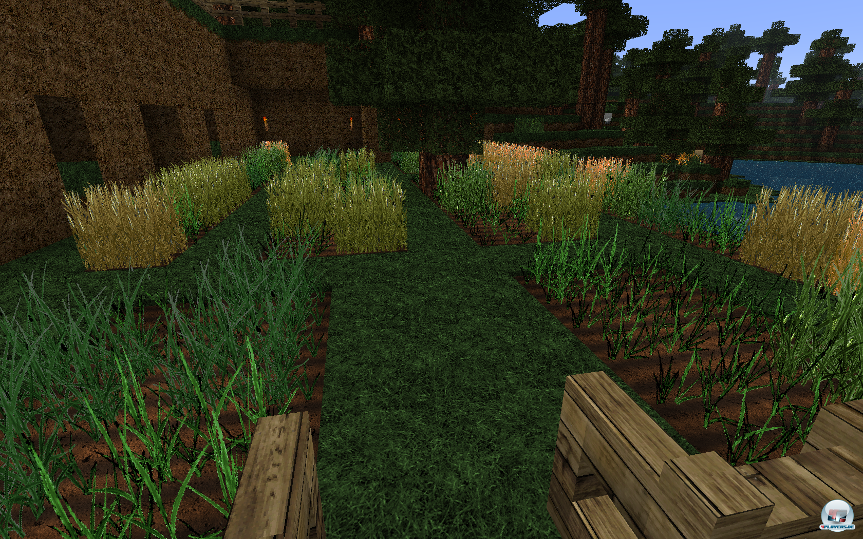 Solch g&uuml;ldener Weizen lockt Bauer und Vieh gleicherma&szlig;en.